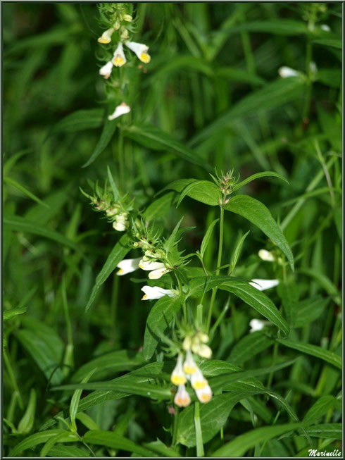 Mélampyre des Prés ou Millet des Bois ou Cochelet ou Sarriette Jaune, flore sur le Bassin d'Arcachon (33)