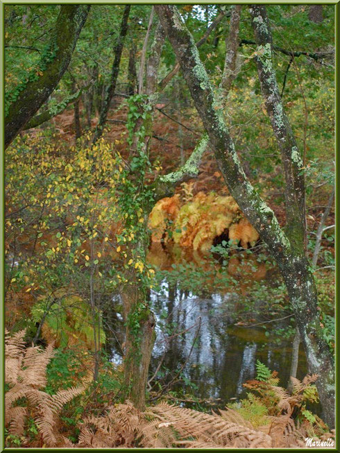 Végétation automnale et reflets sur le Canal des Landes au Parc de la Chêneraie à Gujan-Mestras (Bassin d'Arcachon)