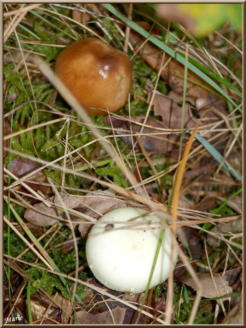 Amanite Fauve et Amanite Citrine, en duo, en forêt sur le Bassin d'Arcachon