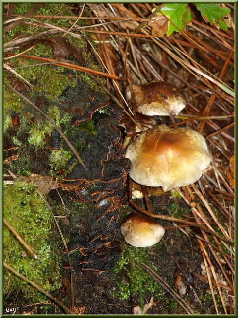 Hypholomes et Polypore en forêt sur le Bassin d'Arcachon
