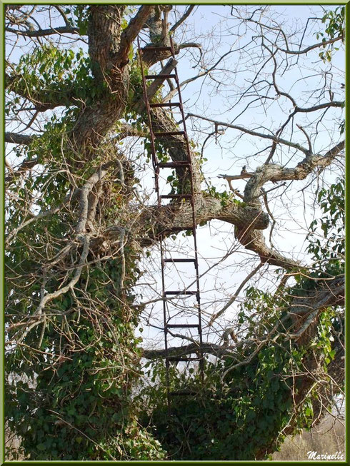 Une échelle dans les arbres (vestige d'une ancienne palombière très certainement), Sentier du Littoral secteur Pont Neuf, Le Teich, Bassin d'Arcachon (33)