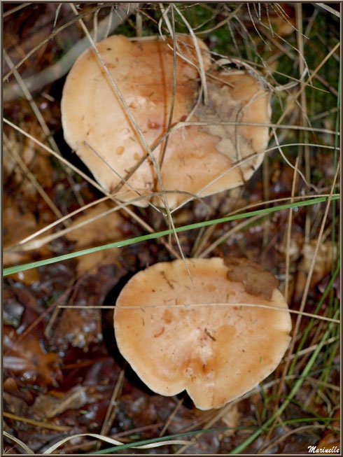 Lactaires Odorants cachés en forêt sur le Bassin d'Arcachon