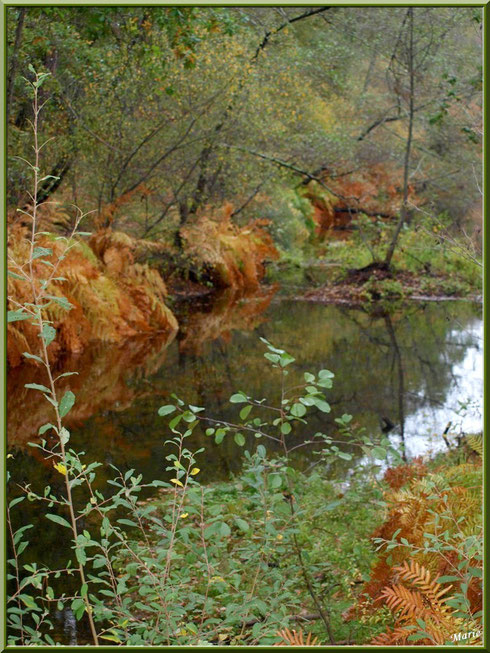 Végétation automnale et reflets sur le Canal des Landes au Parc de la Chêneraie à Gujan-Mestras (Bassin d'Arcachon)