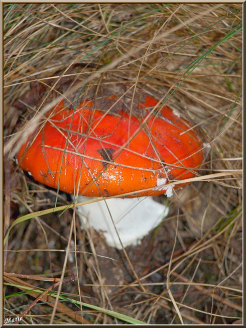 Amanite des Césars ou oronge en forêt sur le Bassin d'Arcachon
