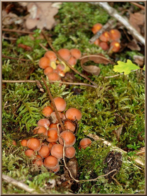 Hypholomes en Touffe parmi la mousse en forêt sur le Bassin d'Arcachon