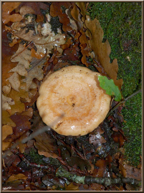 Lactaire Sanguin entre feuilles de chêne et mousse en forêt sur le Bassin d'Arcachon