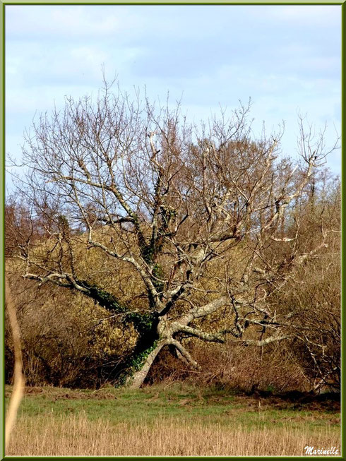 Végétation printanière des prés salés, Sentier du Littoral secteur Pont Neuf, Le Teich, Bassin d'Arcachon (33)