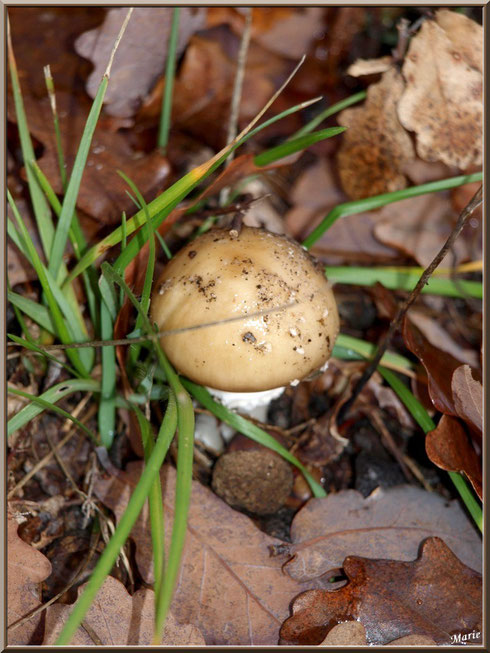 Jeune Amanite en forêt sur le Bassin d'Arcachon