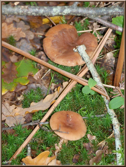 Lactaires Roux en forêt sur le Bassin d'Arcachon
