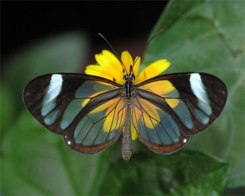 Foto de mariposa posando sobre una flor amarilla