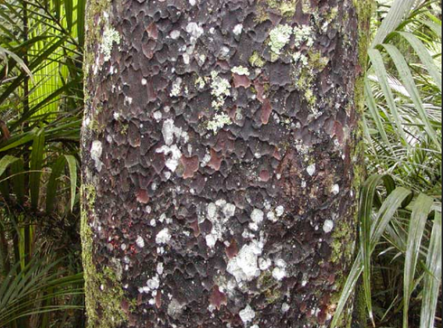 Matai bark: Grey-brown and punctate, it flakes off in thick rounded or ovoid chunks which leave reddish blotches on the trunk. The bark is commonly described as having a 'hammered' appearance (The Gym