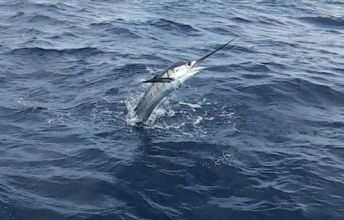 Seychelles fishing Sailfish