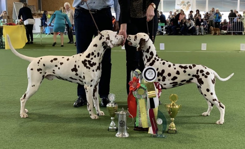 Schweizer Clubsiegerschau 2019: Vater BOS und Tochter BOB