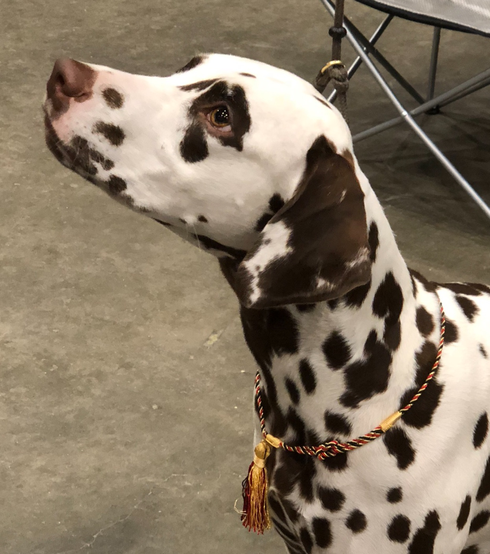 Charismatische Clara