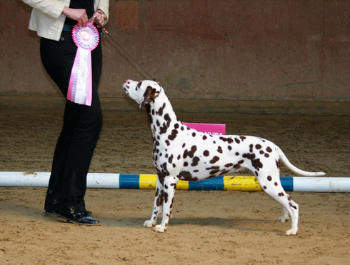 DDC Clubsiegerschau 2019: BOB und Clubsiegerin