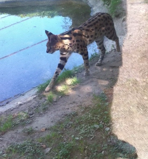 Chat croisé serval chat croisé serval