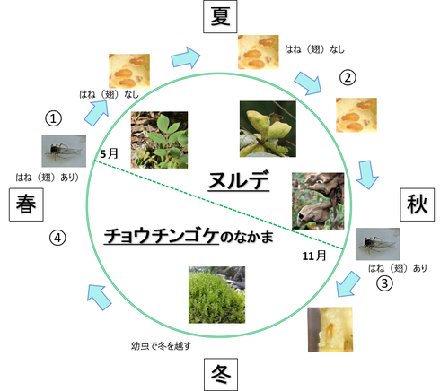 図 1　ヌルデシロアブラムシのくらし（生活環）