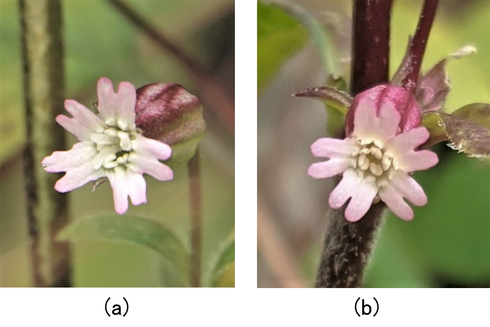 写真 2 フシグロの花のアップ（ちはや園地）