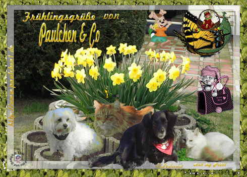 einen wunderschönen Frühling wünscht Paulchen ,Flöckchen ,Korrie und unser Tschechenbubi Koudy