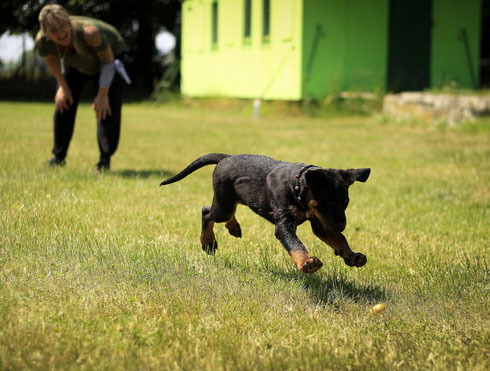 No dog is too old for training