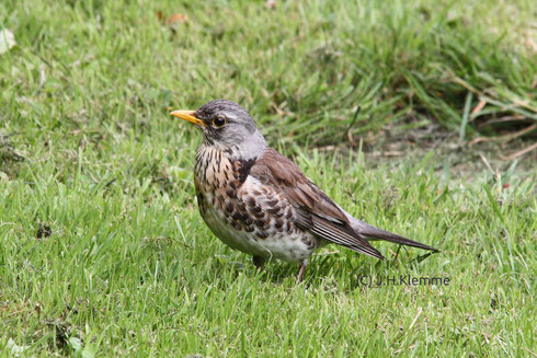 Wacholderdrossel (Turdus pilaris). Nicht so häufig wie die Amsel (Turdus merula), aber örtlich doch regelmäßiger Brutvogel, Durchzügler und Wintergast, Im Bild ein selbständiger Jungvogel [Juli] 