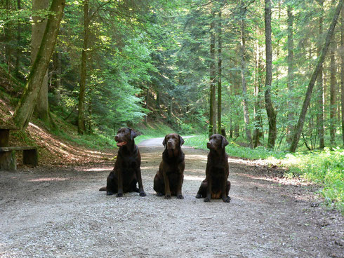Tessy (rechts) mit Mama Blizz (mitte) und Bruderchen Baileys (links) in Welzheimer Wald