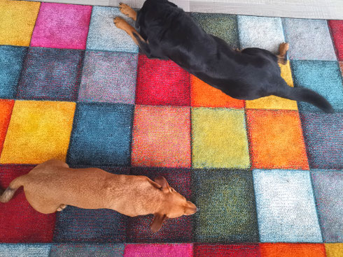 Meine Hunde halten mich in Phase 1 und 2 immer für verrückt.
