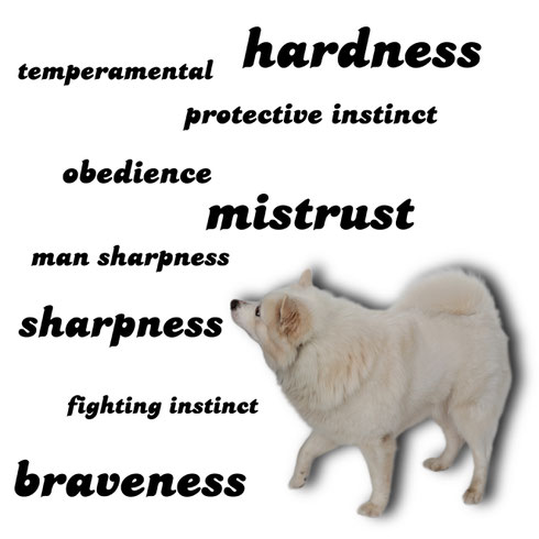 German Spitz Wolfspitz character elements sharp guard dog brave vigilance mistrust obedience