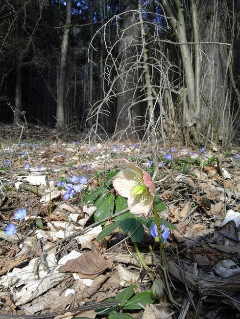 Schneerose und Leberblümchen - Schönheiten