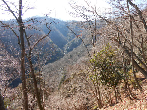 芽吹きを準備している木々、淡い緑の中にヤマザクラが点々と灯るように咲く春はときめくような美しさです。