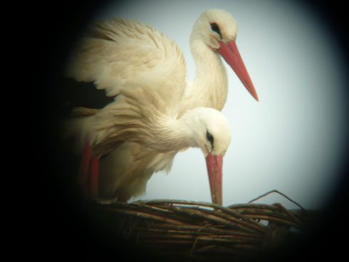 Neu eingetroffenes Storchenpärchen auf dem Riedinger Horst          Foto Ulrike Mose