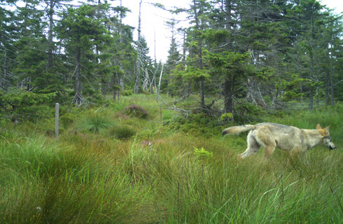 © Nationalpark Harz
