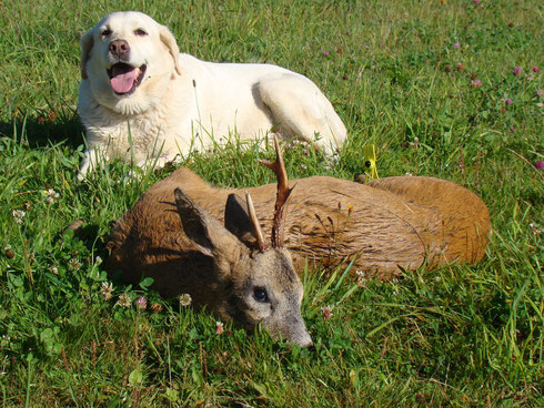 chevreuil retrouvé grace à un Labrador dans le Limousin