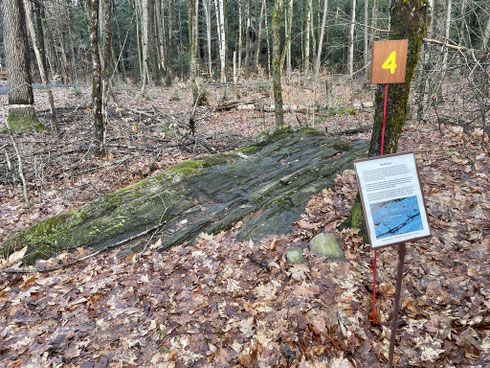 This outcrop contains long, oval rocks called boudins. Together, these boudins form what is called boudinage, a sausage-like rock structure caused by the stretching of a strong layer of rock surrounded by a weaker, less stress-resistant rock.