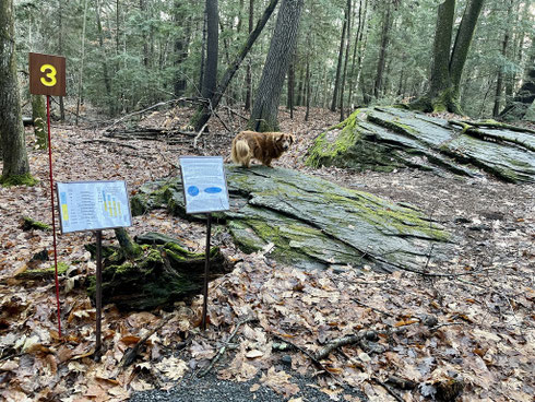 This stop features two outcrops of distinctive stretched-pebble meta-conglomerate bedrock, flattened and elongated under the immense weight of miles of overlying ocean-floor sediment.