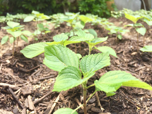 Egoma えごま加工品 有機まつえ茶の宝箱 オンラインショップ