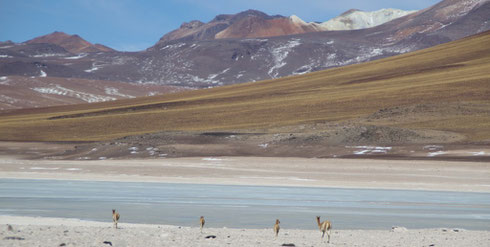 Altiplano Bolivien 4800m