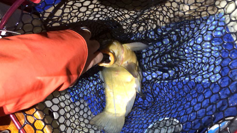Hecht, Egli, Barsch, Zander, Pike, Esox, Murtensee, Angeln, Fischen, Fischerboot, Seeland, Esox, Perche