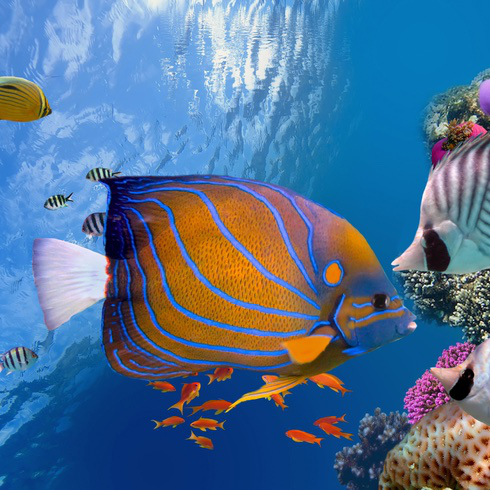 bunte Fische am Korallenriff