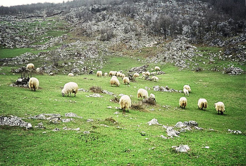                     Flock of sheep (old photo)