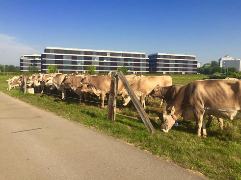                                 Kanton Zug. Cows in a meadow. In the background, buildings with luxury apartments.