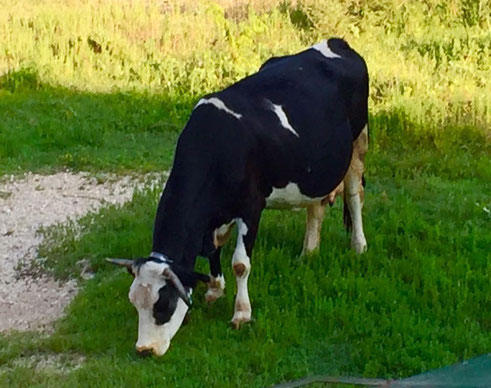               Cow on the Crnojević River, Montenegro