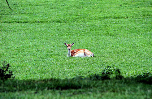 Wildpark Freisen