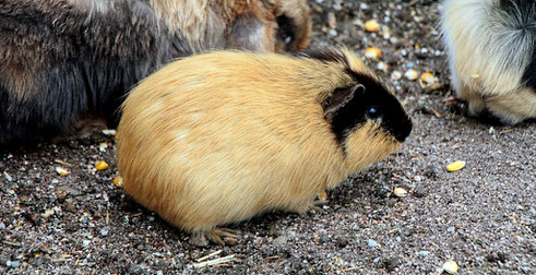 Meerschweinchen