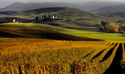 Foto a colori del paesaggio in provincia di Siena (Toscana) al tramonto con le vigne in primo piano e le colline verdi sullo sfondo