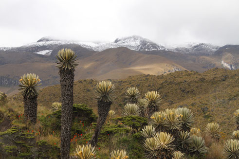 Vulkan Santa Isabel Frailejones Los Nevados Nationalpark Trekking Lagune