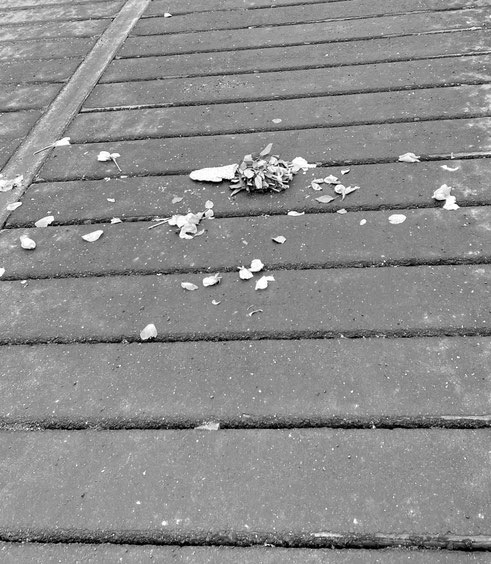 o.t., foto, 15 x 13cm, 2026