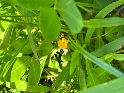 落花生が花をつけていました。秋の収穫か楽しみです。