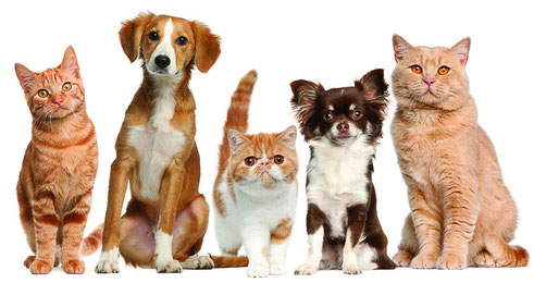 Página web de veterinariaalternativabcn