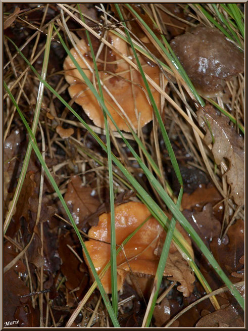 Lactaires à Lait Abondant, bien cachés, en forêt sur le Bassin d'Arcachon